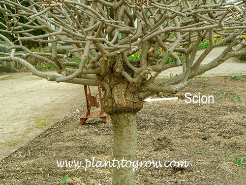 The swollen union of a top graft.  Showing the scion and rootstock.